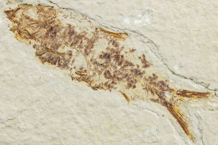 Bargain, Fossil Fish (Knightia) - Green River Formation #233116